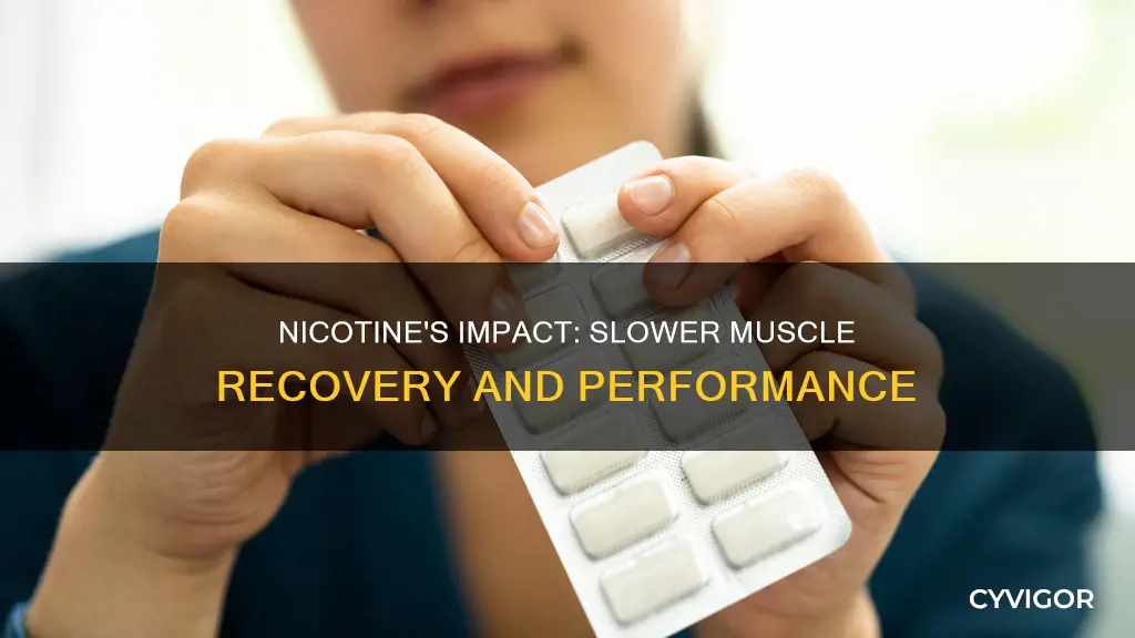 does nicotine slow muscle recovery