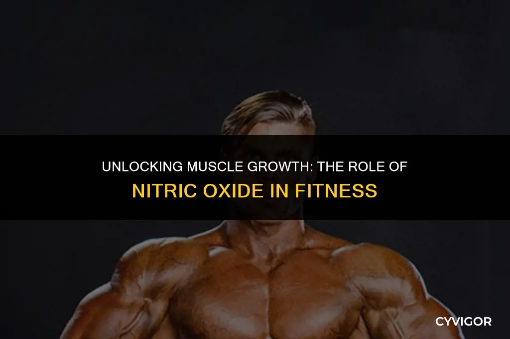 does nitric oxide help build muscle