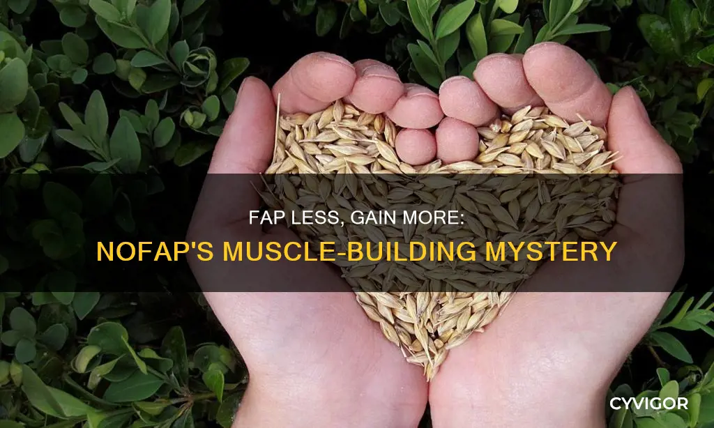 does no fap bud muscle