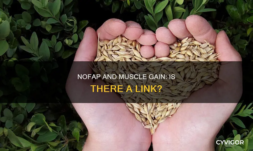 does no fap increase muscle