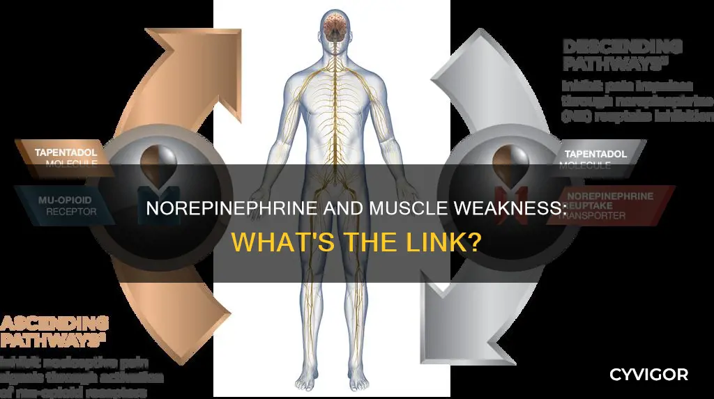 does norepi cause muscle weakness