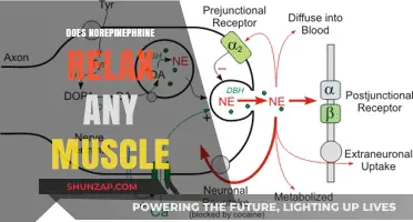 Norepinephrine's Role in Muscle Relaxation: Unraveling the Science Behind It
