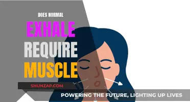 How Do Our Muscles Help Us Exhale?