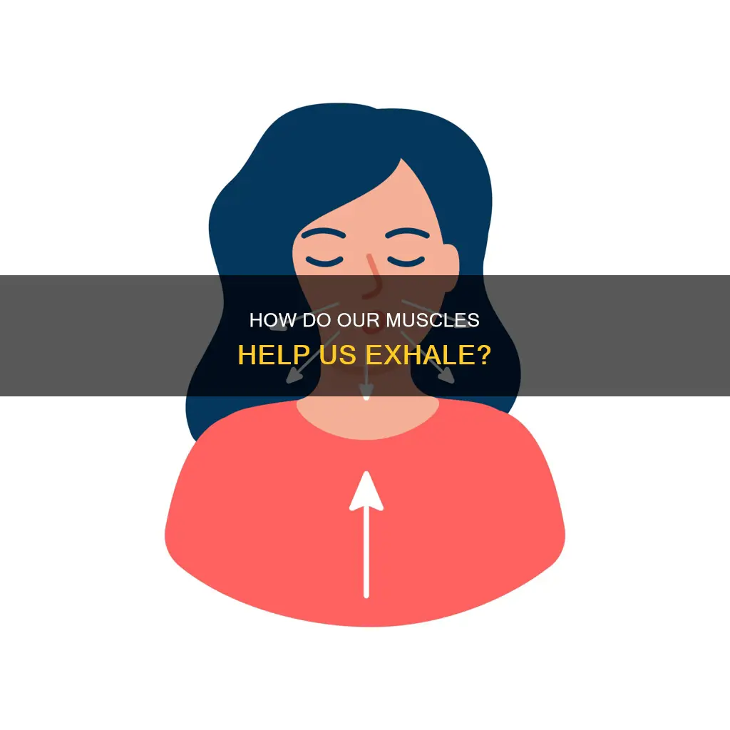 does normal exhale require muscle