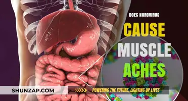 Norovirus and Muscle Aches: What's the Link?