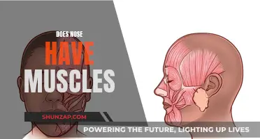 The Nose Knows: Muscles and Their Functions