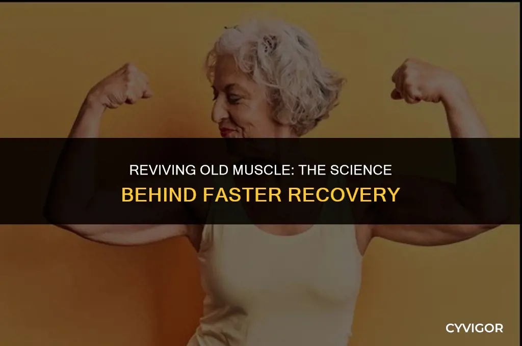 does old muscle come back faster
