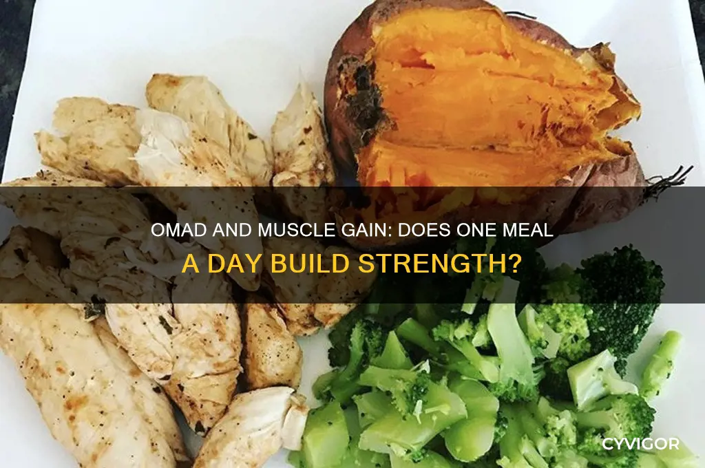 does omad help you gain muscles