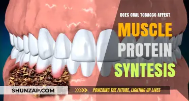 Exploring the Impact of Oral Tobacco on Muscle Protein Synthesis