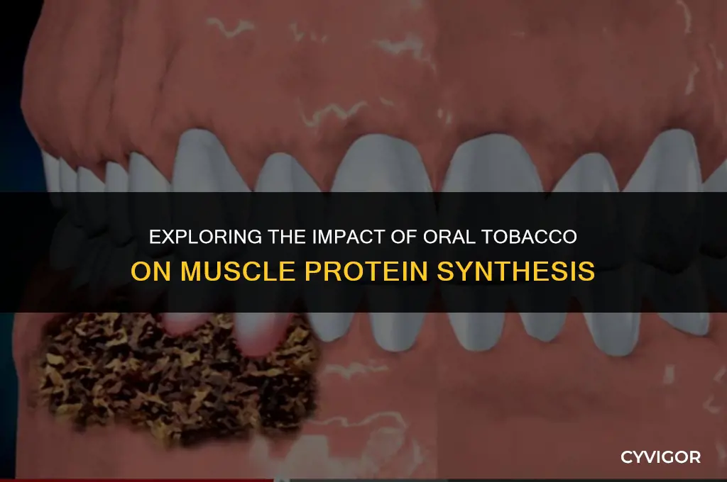 does oral tobacco affect muscle protein syntesis