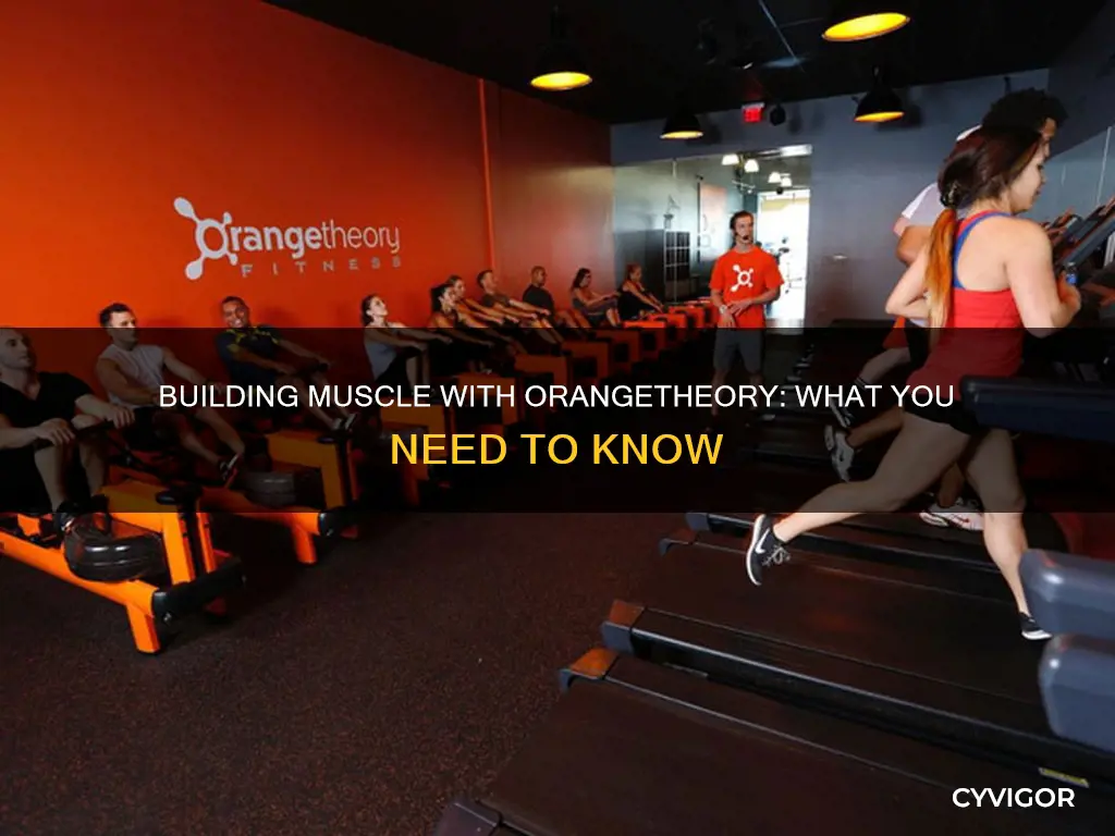 does orangetheory built muscle