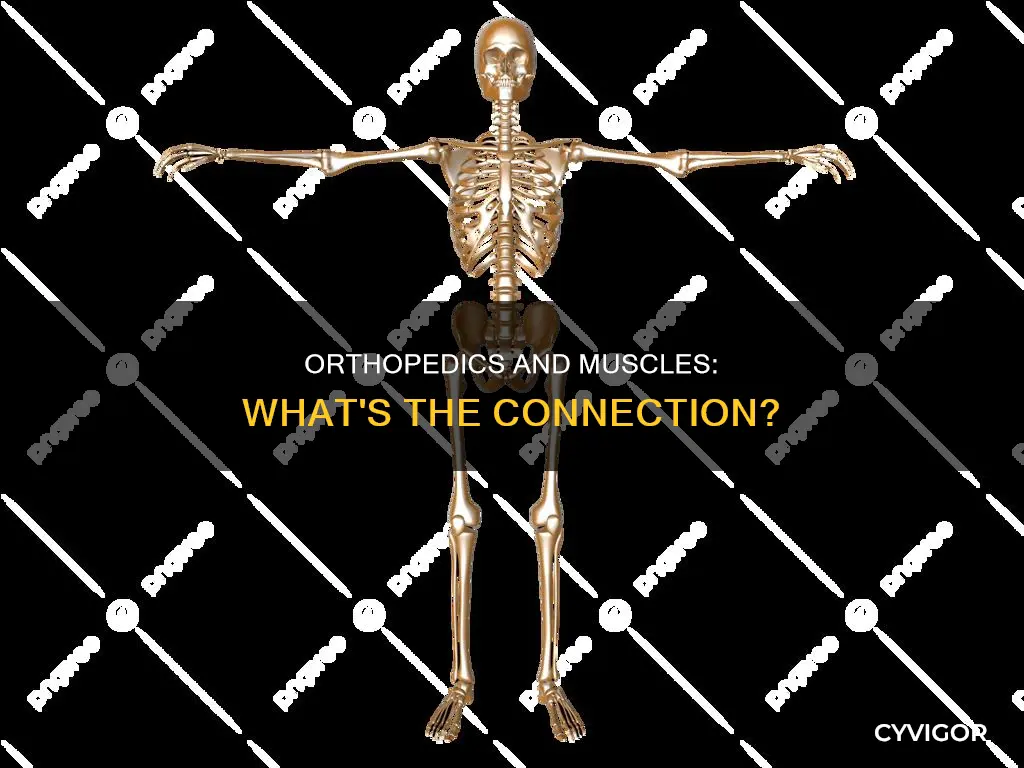 does orthopedics include muscle
