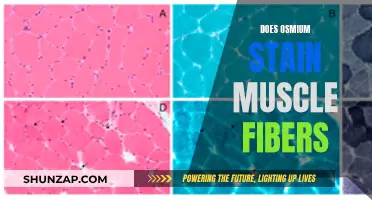 Osmium's Impact: Staining Muscle Fibers for Better Understanding