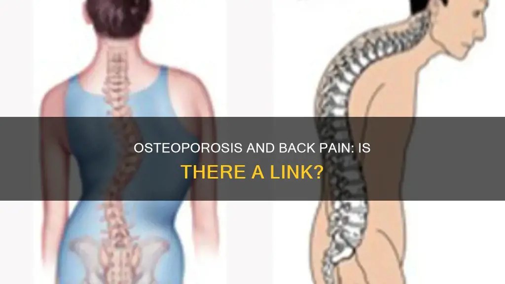 does osteoporosis cause muscle back pain