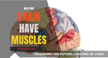 Brain Muscles: Fact or Fiction?