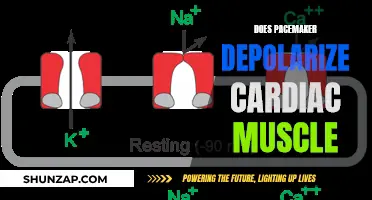 How Pacemakers Depolarize Cardiac Muscle Cells