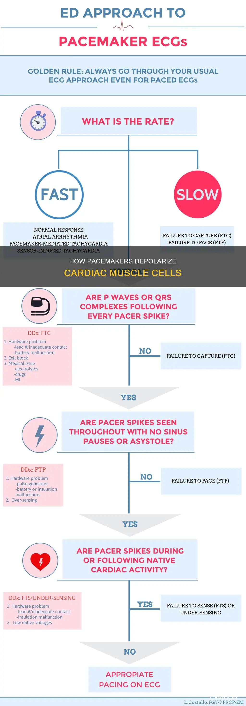 does pacemaker depolarize cardiac muscle