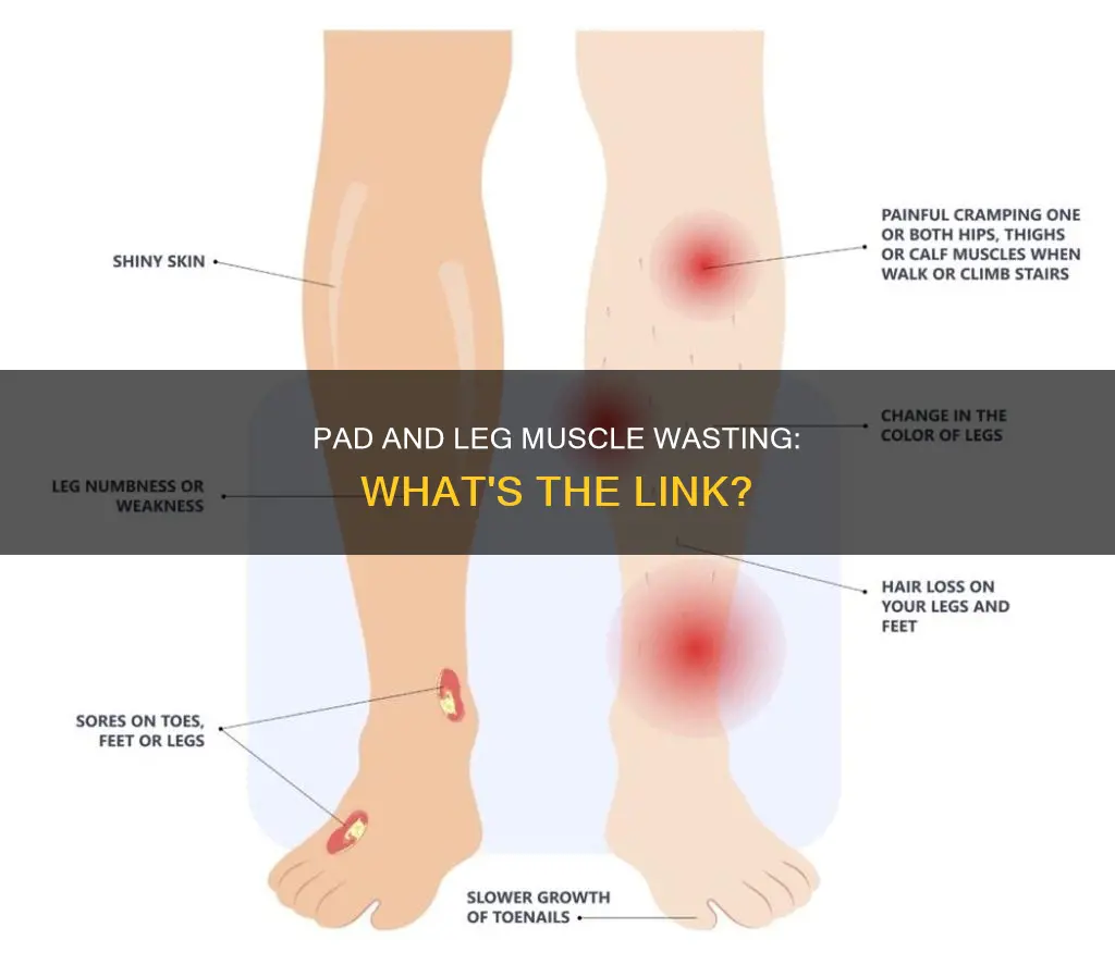 does pad cause muscle wasting in legs