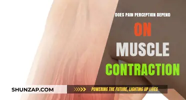 Muscle Contraction and Pain Perception: Unraveling the Intricate Connection