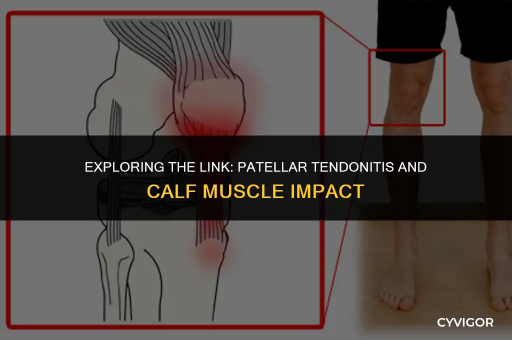 does patellar tendonitis affect calf muscle