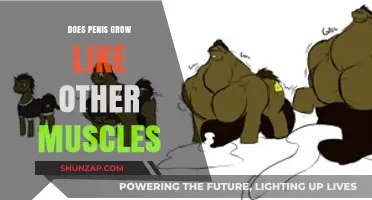 Can Your Penis Grow Like Muscles? Separating Fact from Fiction