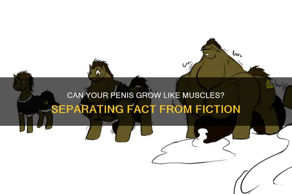 does penis grow like other muscles