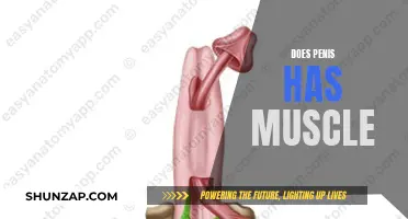 The Penis: Muscular or Not?