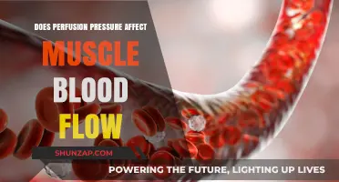 Exploring the Impact of Perfusion Pressure on Muscle Blood Flow