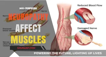 Exploring the Impact of Peripheral Neuropathy on Muscle Health