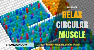 Exploring PGE2's Role in Relaxing Circular Muscle: Mechanisms and Insights