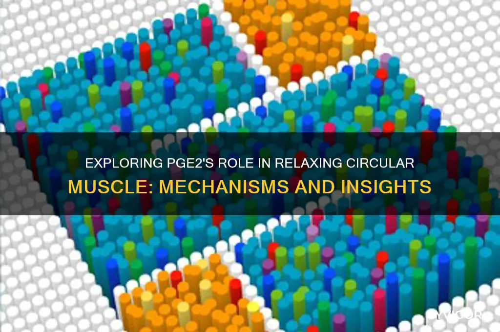 does pge2 relax circular muscle