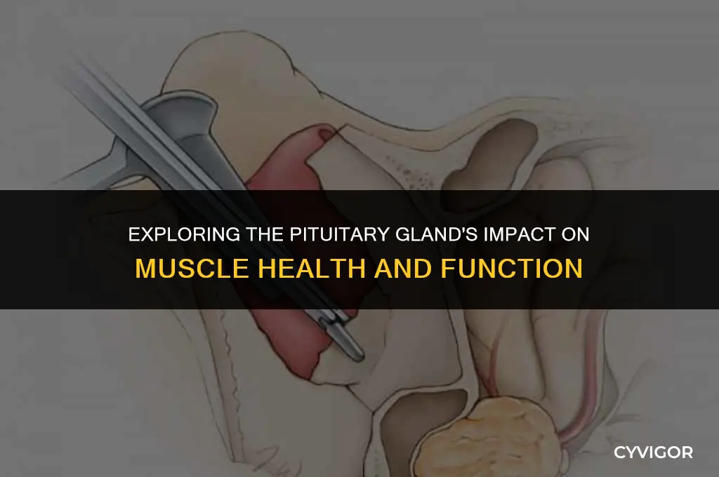 does pituitary gland affect the muscles