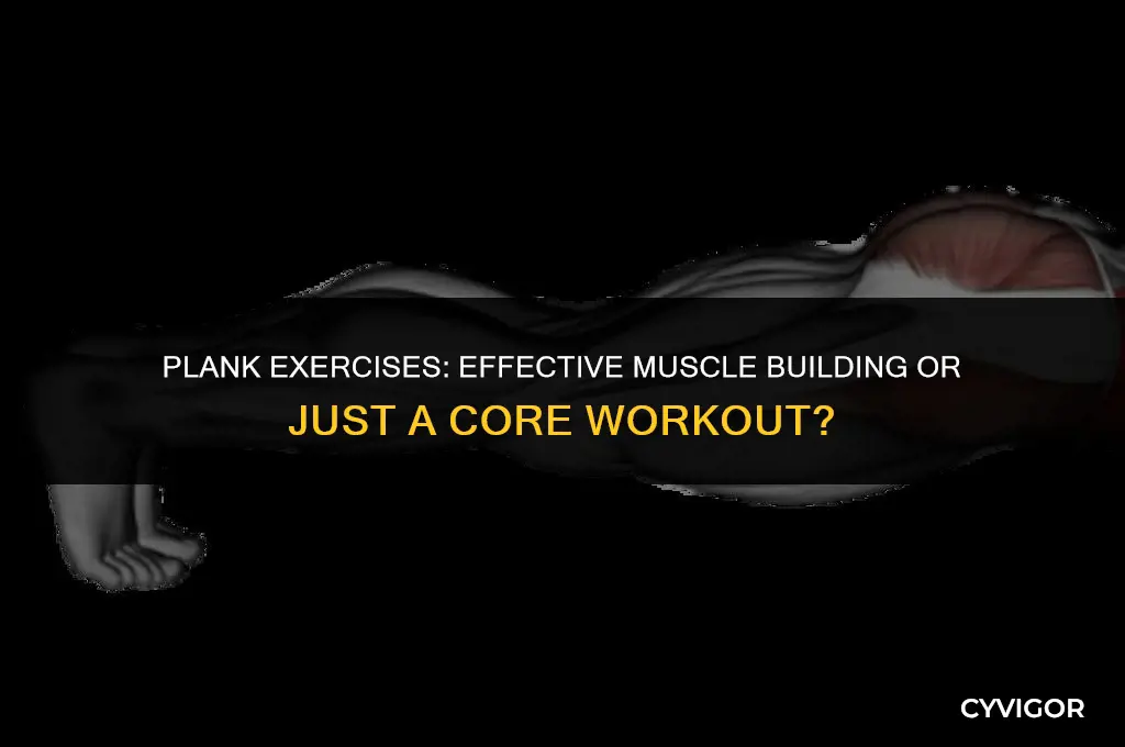 does plank build muscle