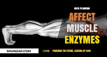 Exploring the Impact of Planking on Muscle Enzymes: A Scientific Breakdown