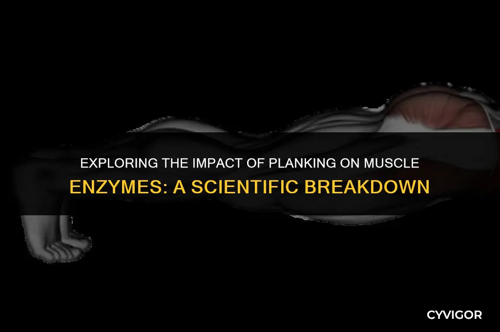 does planking affect muscle enzymes