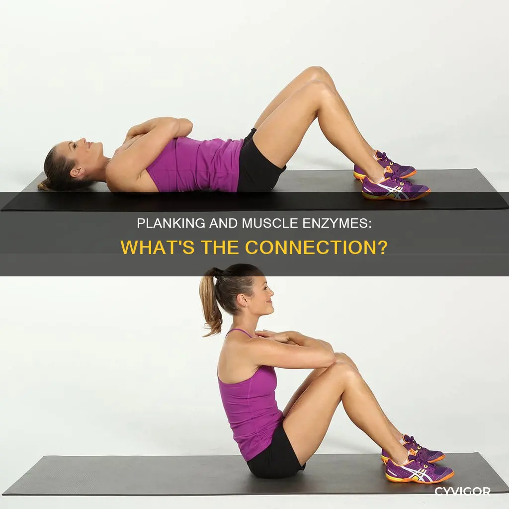 does planking effect muscle enzymes