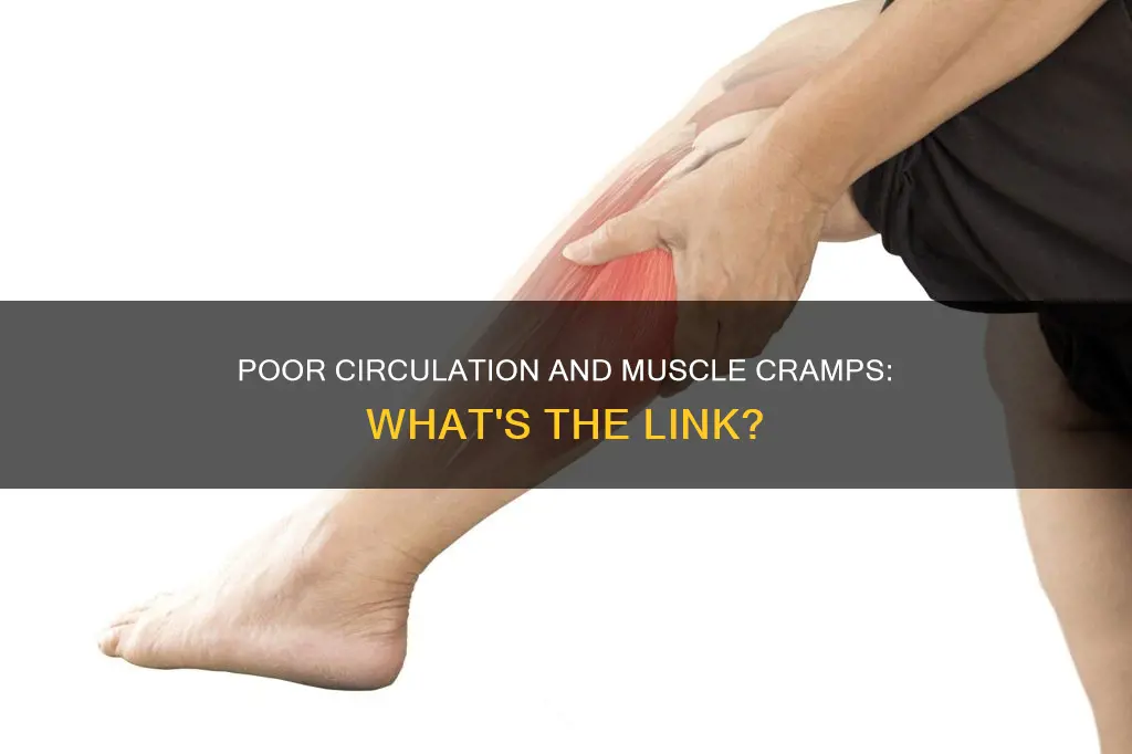 does poor circulation cause muscle cramps