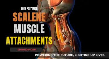 Posterior Scalene Muscle Attachments: Understanding Their Function and Role
