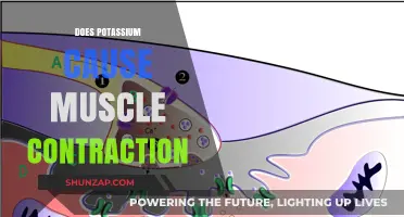 How Potassium Enables Muscle Contraction