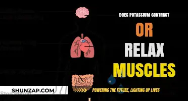 Potassium's Role: Does It Contract or Relax Muscles?