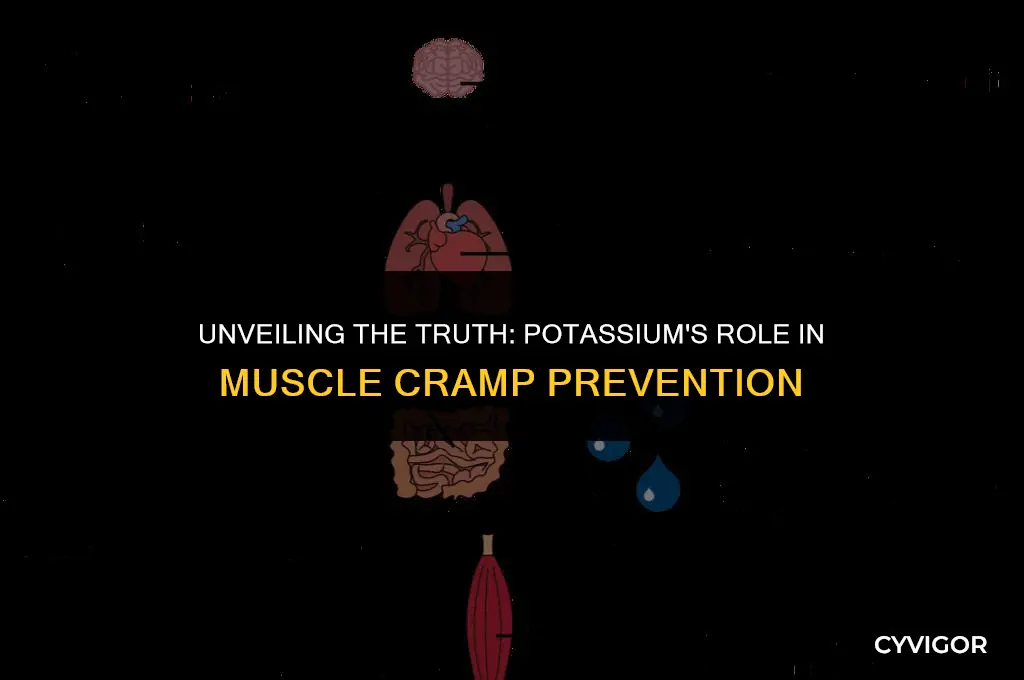 does potassium keep muscles from cramp