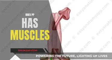 The Mystery of PP Muscles: Fact or Fiction?