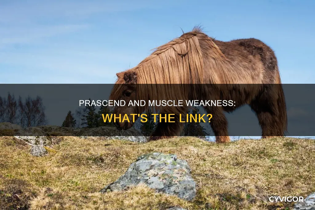 does prascend cause muscle weakness