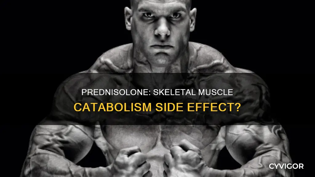 does prednisolone cause skeletal muscle catabalism