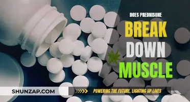 Prednisone's Impact: Muscle Breakdown and Recovery