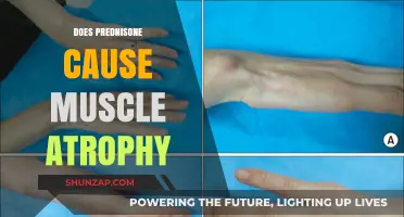 Prednisone's Impact: Muscle Atrophy and Recovery