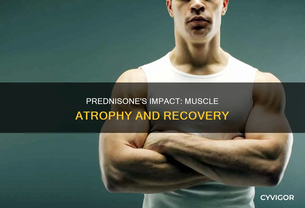 does prednisone cause muscle atrophy