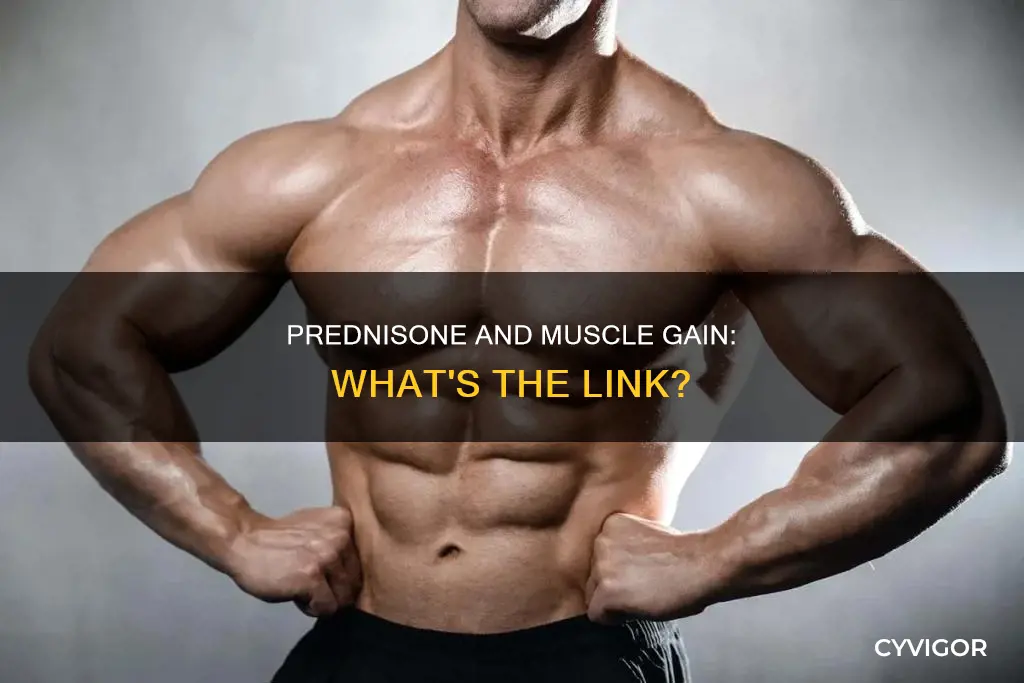 does prednisone cause muscle gain
