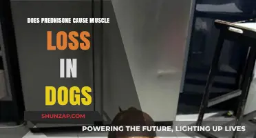 Prednisone and Muscle Loss in Dogs: What's the Link?