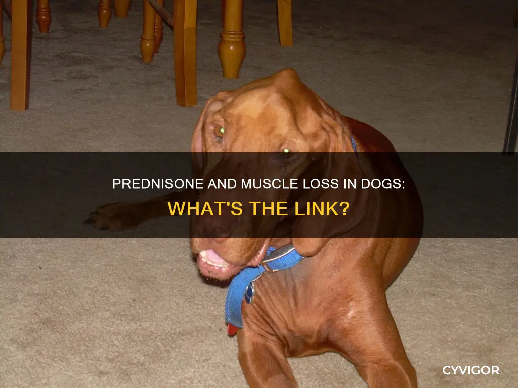 does prednisone cause muscle loss in dogs